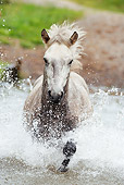 HOR 01 SS0149 01
Close-Up Of Icelandic Horse Running Through Water