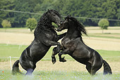 HOR 01 SS0150 01
Two Friesian Horses Fighting In Pasture