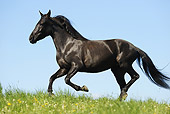 HOR 01 SS0151 01
Black Paso Fino Running In Meadow