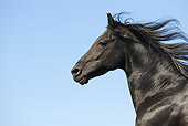 HOR 01 SS0152 01
Head Shot Of Black Paso Fino Profile