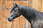 HOR 01 SS0153 01
Head Shot Of Black Arabian Horse With Halter