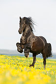 HOR 01 SS0154 01
Black Friesian Horse Galloping On Field With Yellow Flowers