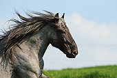 HOR 01 SS0155 01
Head Shot Of Black Noriker Horse