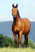 HOR 01 SS0158 01
Bay Bavarian Warmblood Standing In Field