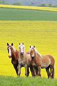 HOR 01 SS0159 01
Three Haflinger Colts Standing In Field