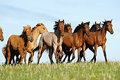 HOR 01 SS0160 01
Group Of Bay Mangalarga And Icelandic Horses Walking In Field