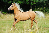 HOR 01 SS0161 01
Palomino Arabian Berber Horse Trotting In Field Profile