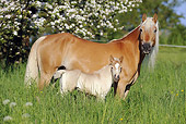 HOR 01 SS0162 01
Mare Haflinger With Foal Standing In Meadow
