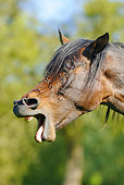 HOR 01 SS0164 01
Head Shot Of Mangalarga Horse Yawning With Flies In Face