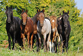 HOR 01 SS0166 01
Group Of Icelandic, Mangalarga And Friesian Colts Standing In Grass