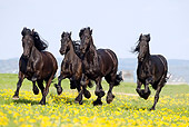 HOR 01 SS0167 01
Group Of Black Friesian Horses Galloping In Meadow With Yellow Flowers