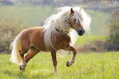 HOR 01 SS0170 01
Haflinger Trotting In Meadow