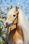 HOR 01 SS0171 01
Close-Up Of Chestnut Haflinger Wearing Halter