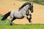 HOR 01 SS0172 01
Noriker Horse Galloping In Pasture