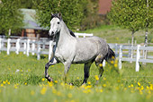 HOR 01 SS0173 01
Gray Paso Fino Trotting In Pasture With Yellow Flowers