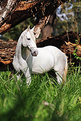 HOR 01 SS0174 01
Anglo-Arabian Horse With Halter Standing In Grass