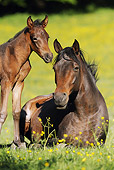 HOR 01 SS0175 01
Close-Up Of Mangalarga Mare Laying In Meadow With Foal