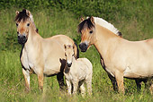 HOR 01 SS0176 01
Close-Up Of Norwegian Horses Standing In Meadow With Foal