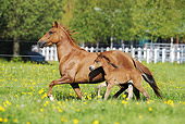 HOR 01 SS0177 01
Paso Fino Mare And Foal Trotting Through Pasture Profile