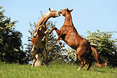 HOR 01 SS0179 01
Two Haflinger Quarter Horses Fighting In Meadow