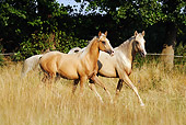 HOR 01 SS0182 01
Palomino Arabian Berber Horses Trotting Through Meadow