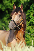 HOR 01 SS0183 01
Close-Up Of Andalusian Stallion Wearing Bridle