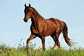 HOR 01 SS0186 01
American Saddlebred Trotting In Meadow