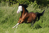 HOR 01 SS0187 01
Criollo Gelding Galloping In Meadow