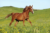 HOR 01 SS0189 01
American Saddlebred Yearling Galloping In Field Of Wildflowers