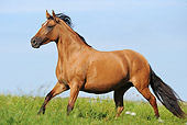 HOR 01 SS0192 01
Paso Fino Mare Galloping In Meadow