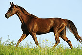 HOR 01 SS0193 01
American Saddlebred Stallion Trotting In Meadow