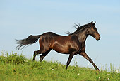 HOR 01 SS0194 01
Paso Fino Colt Trotting In Meadow