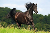 HOR 01 SS0195 01
Black Morgan Horse Mare Galloping In Meadow