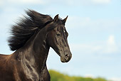 HOR 01 SS0197 01
Head Shot Of Black Morgan Horse Mare Galloping In Meadow