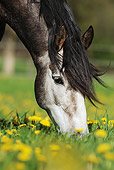 HOR 01 SS0198 01
Head Shot Of Paso Iberoamericano Gelding Feeding In Meadow