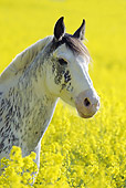 HOR 01 SS0199 01
Head Shot Of Criollo Gelding In Field Of Wildflowers