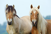 HOR 01 SS0201 01
Close-Up Of Norwegian Fjord Colt And Haflinger Horse