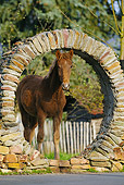 HOR 01 SS0202 01
Brown Curly Horse Yearling Standing By Stone Wall