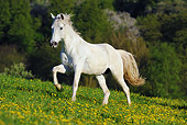 HOR 01 SS0203 01
Partbred Horse Gelding Trotting In Field Of Wildflowers