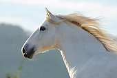HOR 01 SS0204 01
Head Shot Of Gray Andalusian