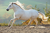 HOR 01 SS0205 01
Gray Andalusian Galloping On Dirt