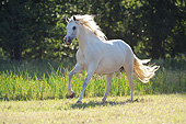 HOR 01 SS0206 01
Gray Andalusian Galloping Through Field