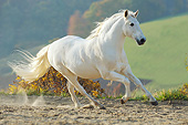 HOR 01 SS0207 01
Gray Andalusian Galloping On Dirt