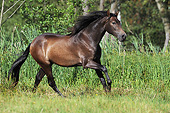 HOR 01 SS0208 01
Black Andalusian Cantering In Meadow