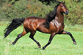 HOR 01 SS0209 01
Bay Andalusian Cantering In Meadow