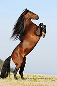 HOR 01 SS0210 01
Bay Andalusian Rearing In Dry Field