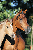 HOR 01 SS0212 01
Portrait Of Appaloosa Mare And Foal
