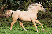 HOR 01 SS0213 01
Palomino Arabian Berber Horse Cantering In Field