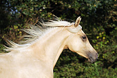HOR 01 SS0214 01
Head Shot Of Palomino Arabian Berber Horse Cantering