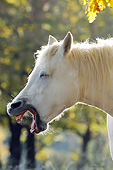 HOR 01 SS0215 01
Head Shot Of White Connemara Pony Neighing